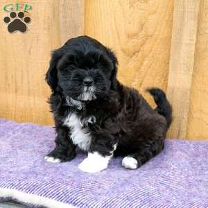 Audrey, Shih-Poo Puppy